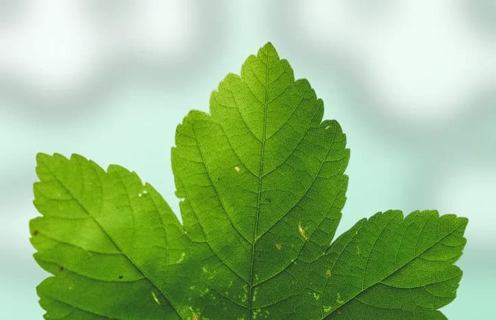A green leaf held up against soft, bright light
